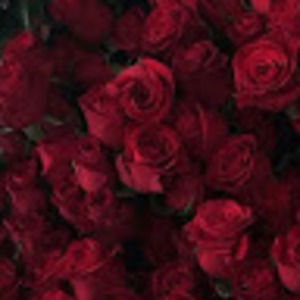 Meet your Posher, Shontelle